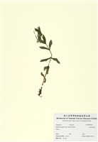 藏品(彭氏柳葉菜)的圖片